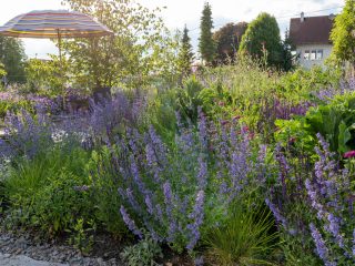 Das Gartenlabor Anfang Juni 2023 Petra Reidel 65