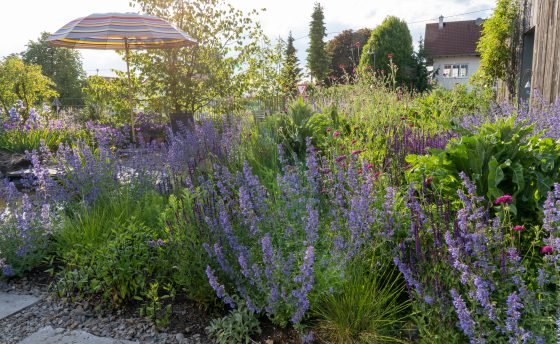 Das Gartenlabor Anfang Juni 2023 Petra Reidel 65