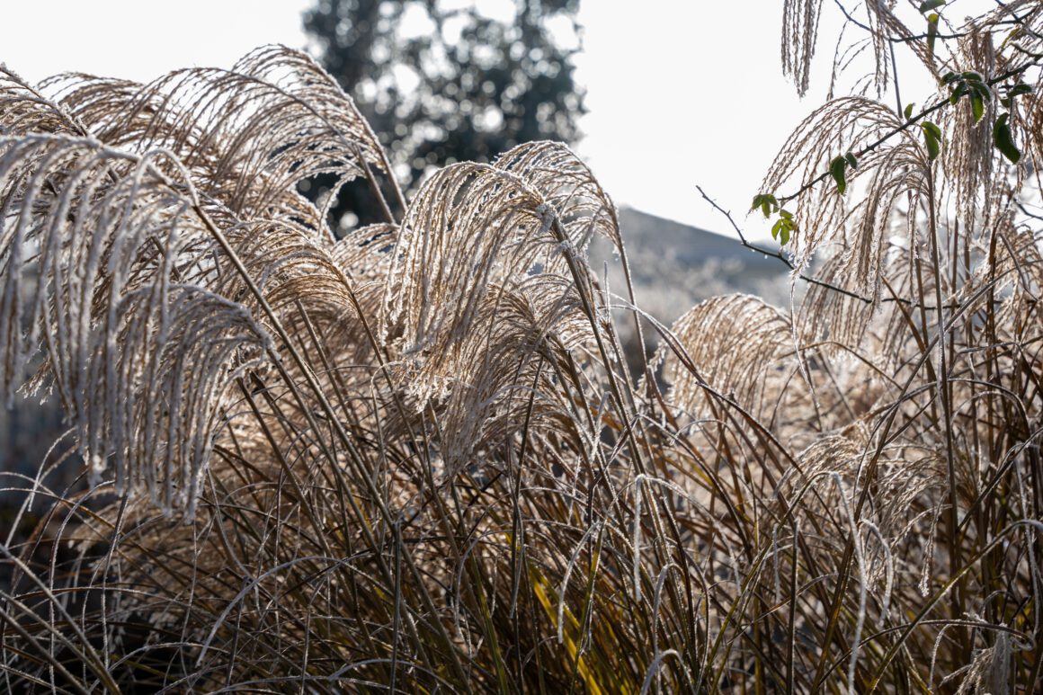 Das Gartenlabor 31 Dezember 2024 Petra Reidel 09