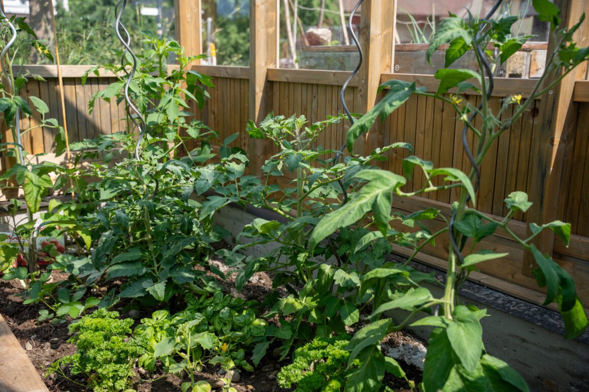 Das Gartenlabor Juni 2025 Petra Reidel 57