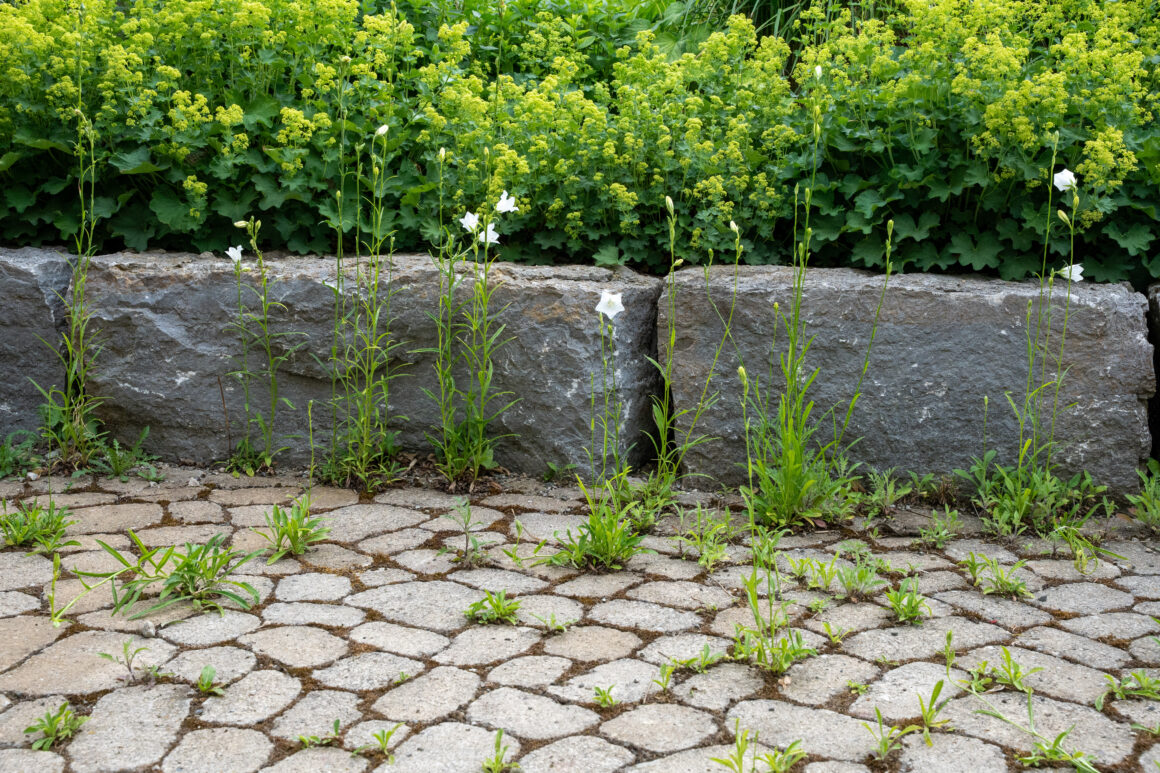 Das gartenlabor 2026 Petra Reidel